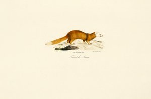 Javan Ferret Badger