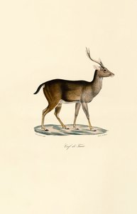 Javan Rusa