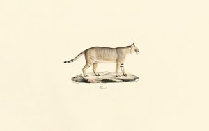 Jungle Cat by Jacques Christophe Werner