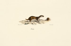 Least Weasel