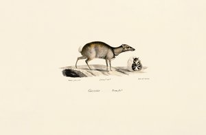 Lesser Mouse-deer