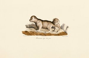 Lion Cubs One Day Old