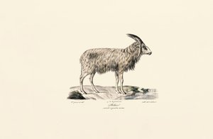 Long-haired Goat
