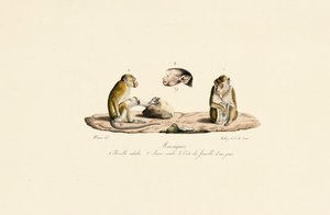 Macaques in Different Age Stages
