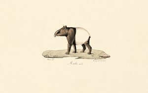 Malayan Tapir