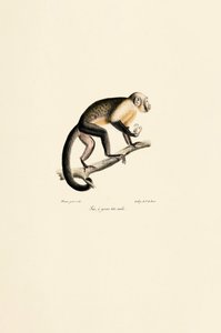 Male Common Squirrel Monkey