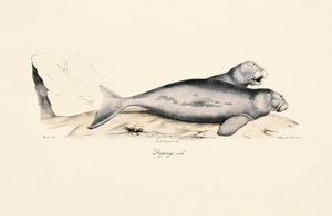 Male Dugong by Jacques Christophe Werner