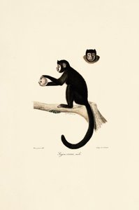 Male Horned Capuchin