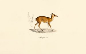 Male Muntjac