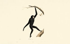 Male Siamang by Jacques Christophe Werner