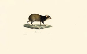 Mexican Porcupine