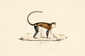 Mona Monkey