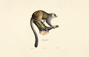 Mongoose Lemur (Female)