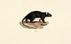 Muskrat by Jacques Christophe Werner