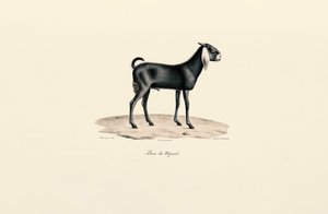 Nepalese Goat