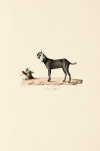 Nepalese Goat