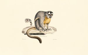 Night Monkey