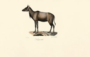 Nilgai Antelope