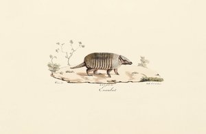 Nine-banded Armadillo by Jacques Christophe Werner