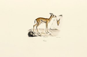 North African Gazelle