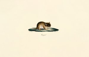 North African Gerbil