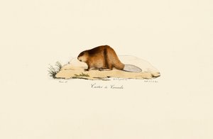 North American Beaver