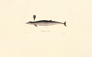 Northern Bottlenose Whale