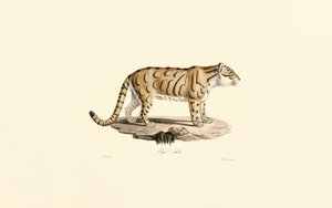 Ocelot