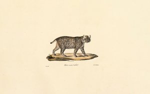 Ocelot by Jacques Christophe Werner