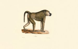 Olive Baboon