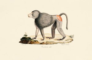 Patas Monkey