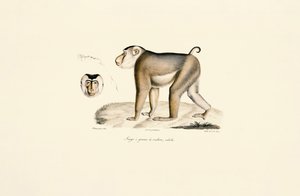 Pig-tailed Macaque