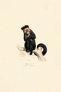 Pileated Gibbon