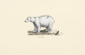 Polar Bear