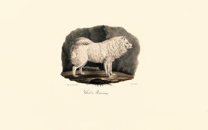 Pomeranian by Jacques Christophe Werner