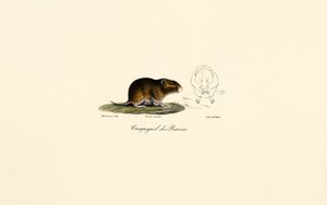 Prairie Vole