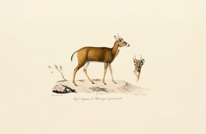 Pronghorn Antelope