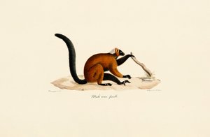 Red-fronted Lemur