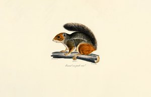 Red-tailed Chipmunk by Jacques Christophe Werner