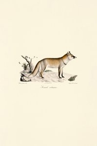 Red Fox