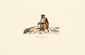 Rhesus Macaque by Jacques Christophe Werner