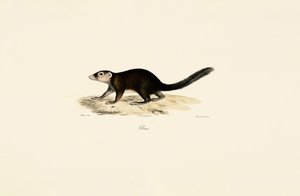 Ring-tailed Vontsira by Jacques Christophe Werner