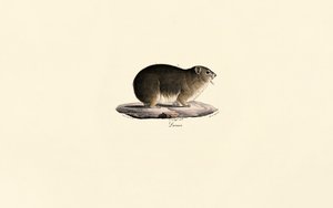 Rock Hyrax