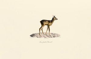 Roe Deer Fawn