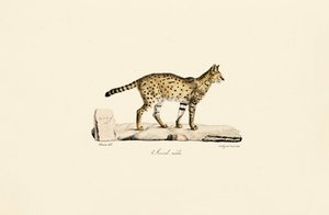 Male Serval by Jacques Christophe Werner