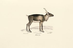 Siberian Musk Deer