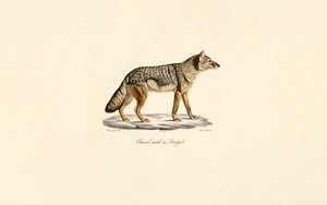 Side-striped Jackal from Senegal