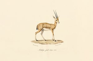 Slender-horned Gazelle, Female