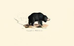 Sloth Bear