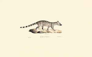 Small-spotted Genet